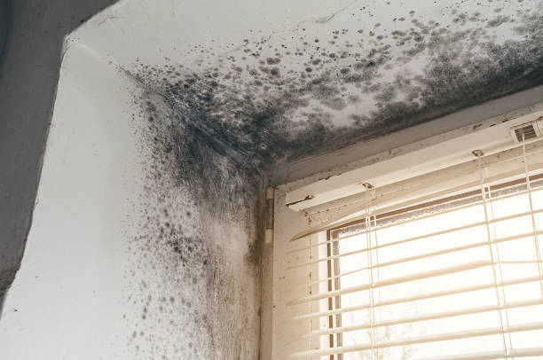 Affordable Commercial Mold Remediation solutions in Barnesville, MD